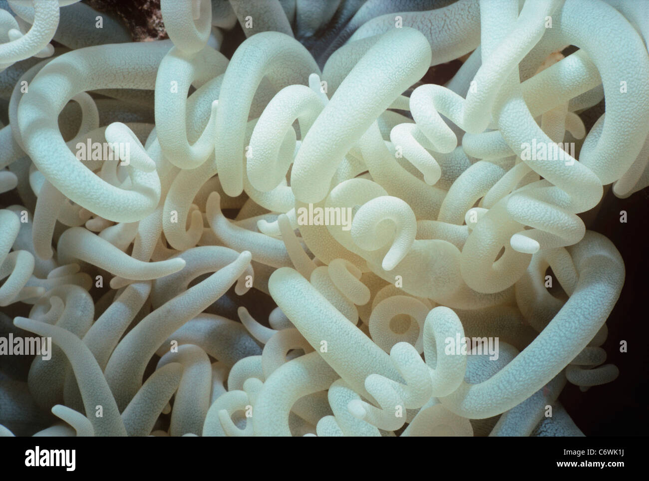 Close-up de los tentáculos de la anémona de mar común (Stoichactis gigas). Mar Rojo, Egipto Foto de stock