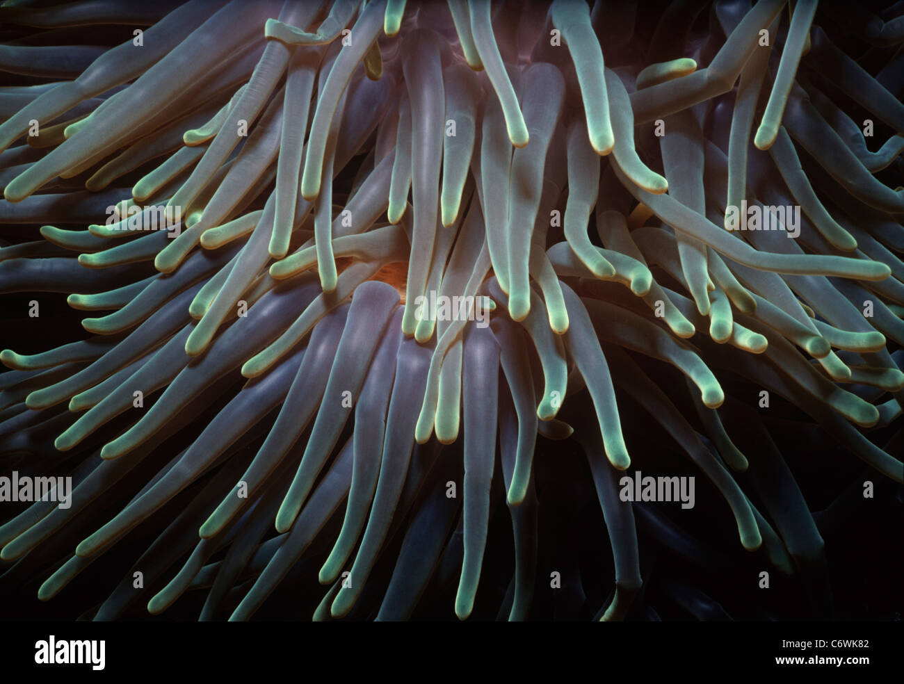 Tentáculos de la anémona de mar magnífica (Heteractis magnifica). Borneo, en el Mar del Sur de China Foto de stock