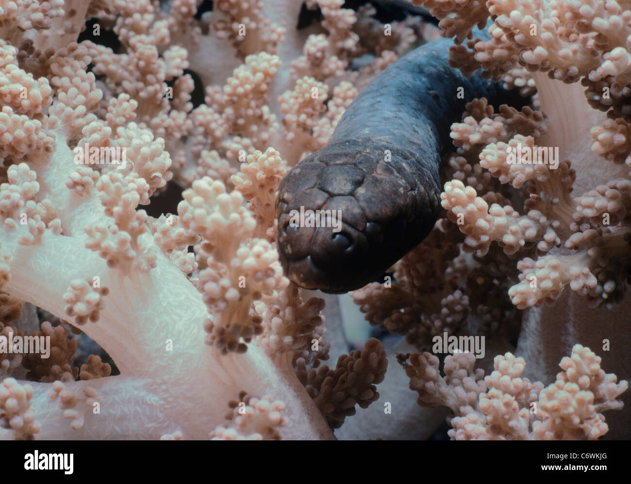 La serpiente de mar de oliva (Aipysurus laevis) en Alcyonarian Coral, Australia, la Gran Barrera de Coral, el Mar de Coral Foto de stock