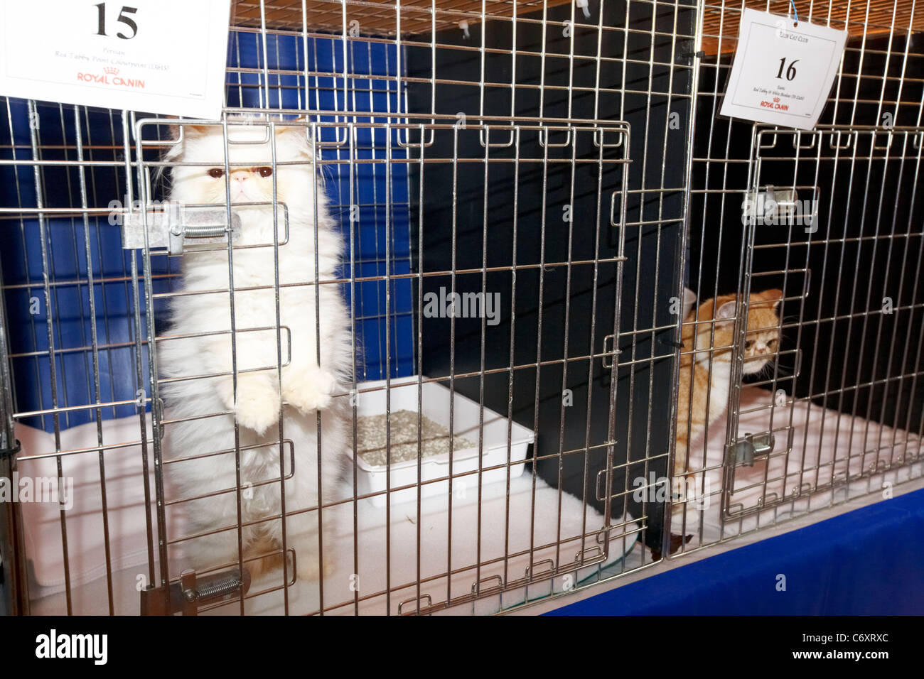 Atigrado persa colorpoint blanco pequeño gatito y rojo atigrado gatito exótico en la jaula en el cat show en el reino unido Foto de stock