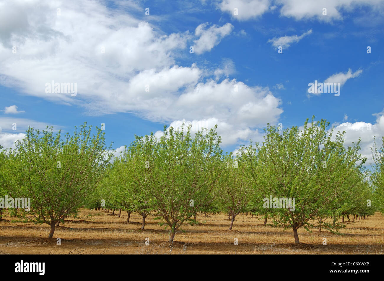 Huerto en primavera Foto de stock