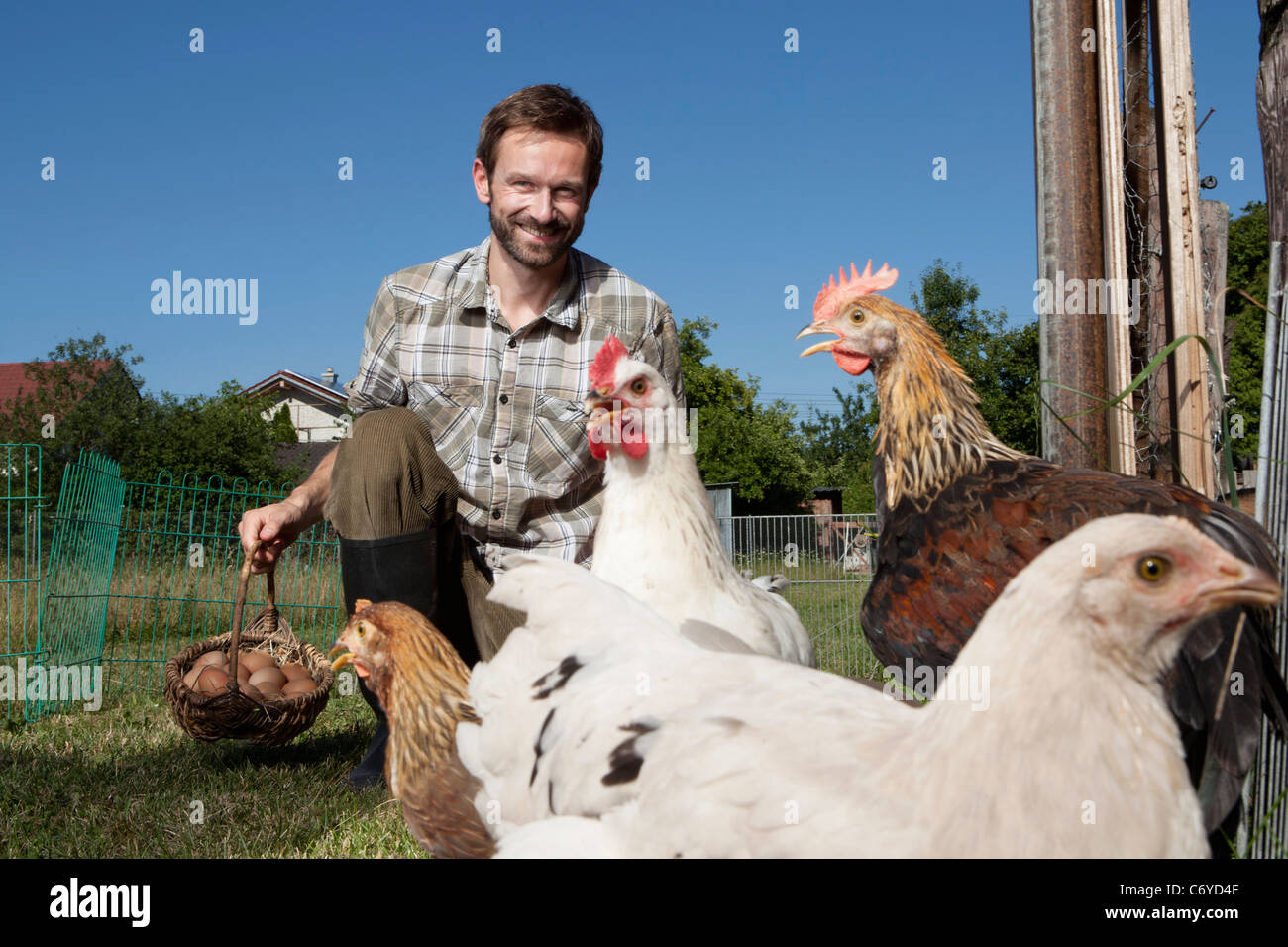 Hombre alimentando pollos al aire libre Foto de stock