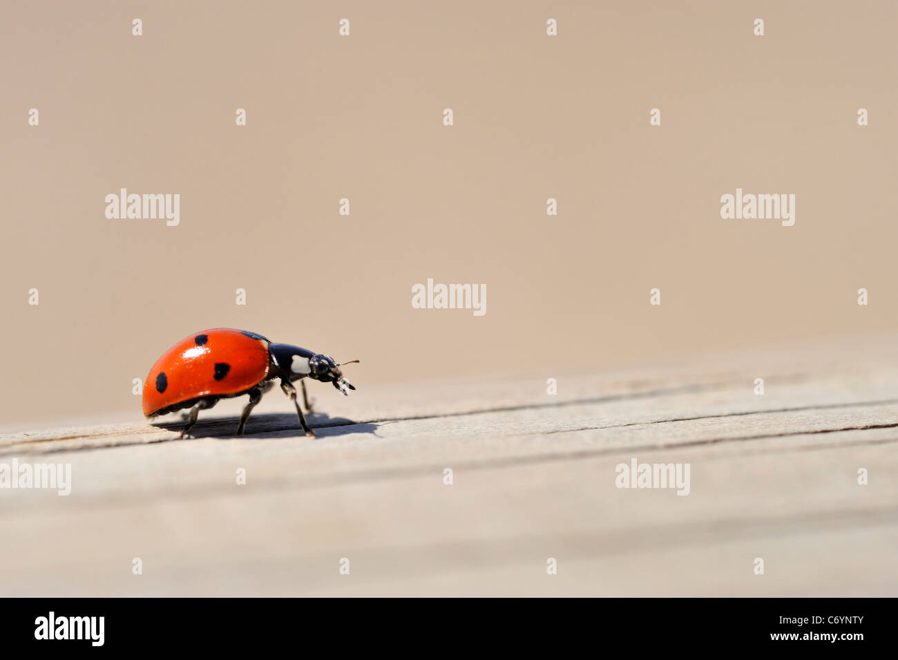 Ladybug / Mariquita en la valla de madera de cerca Foto de stock