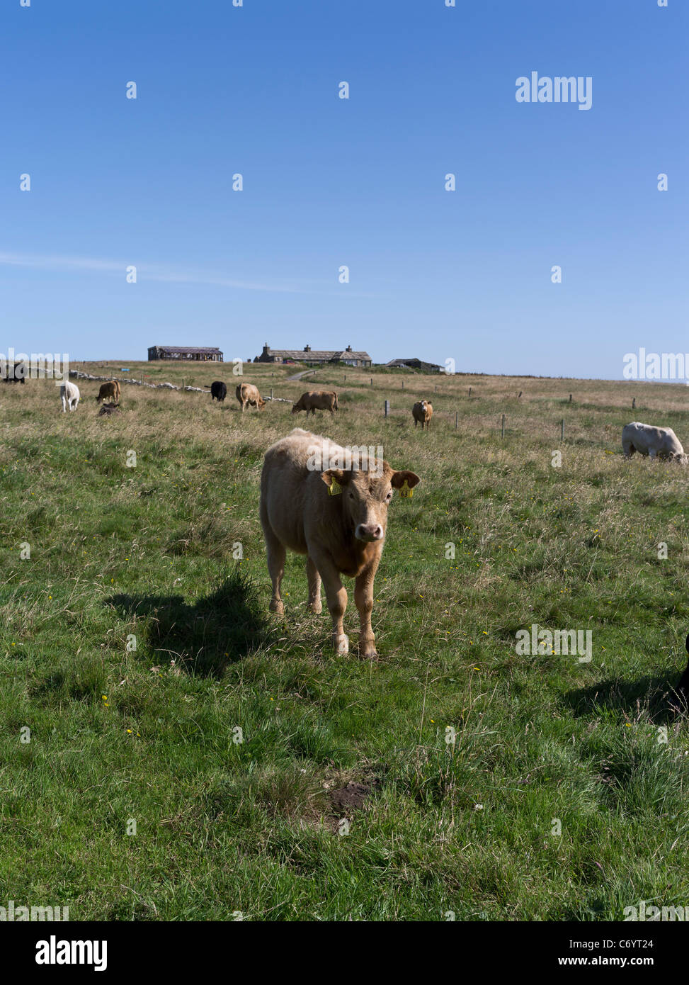 dh Hundland PAPA WESTRAY ORKNEY vaca de ternera escocesa en el campo de vacas cottage norte islotes escocia ganado de ternero Foto de stock