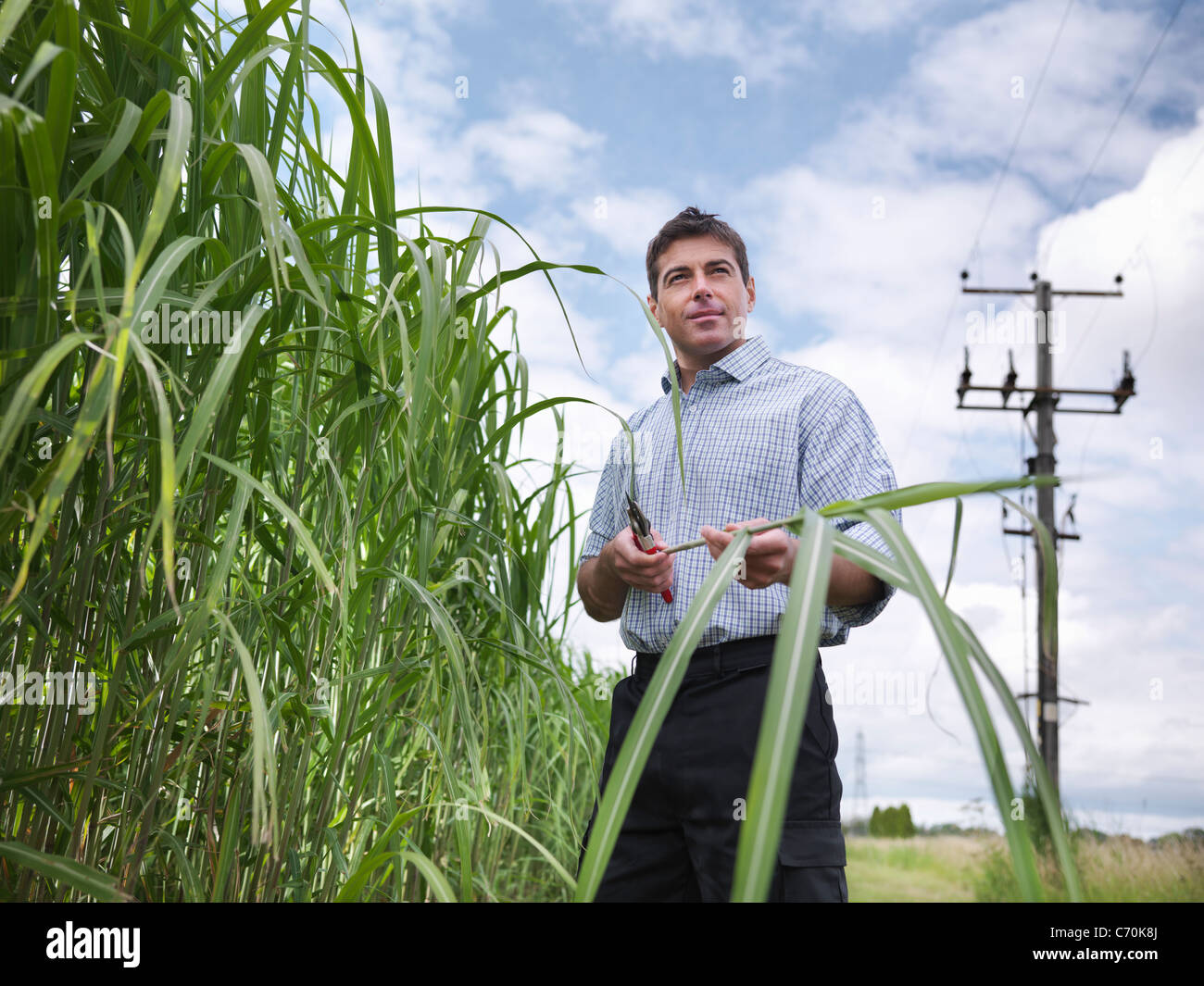 Examinando el agricultor cosecha de combustible de biomasa Foto de stock