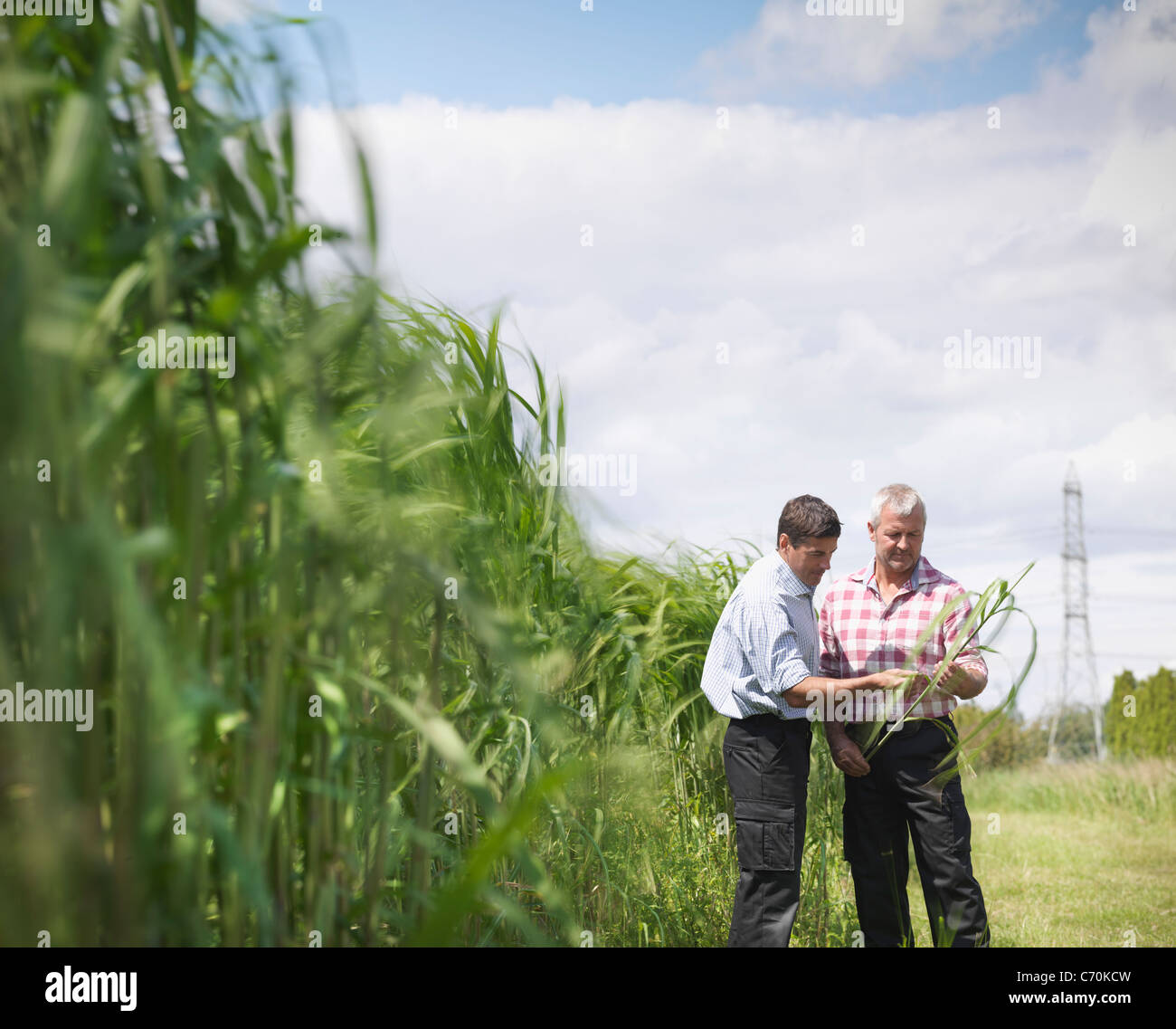 Examinando los agricultores de cultivos de combustible de biomasa Foto de stock