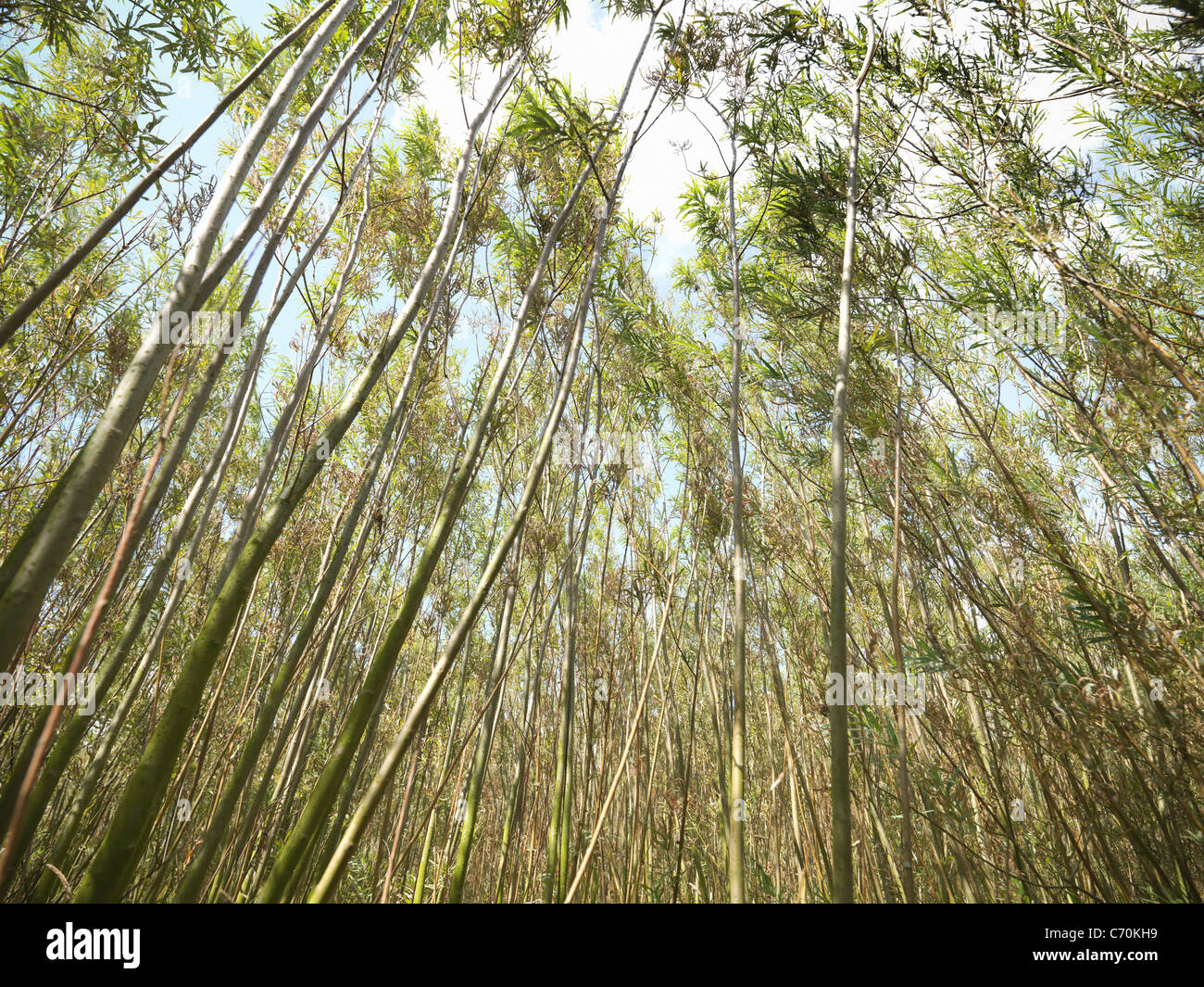 Willow combustible de biomasa crece al aire libre Foto de stock