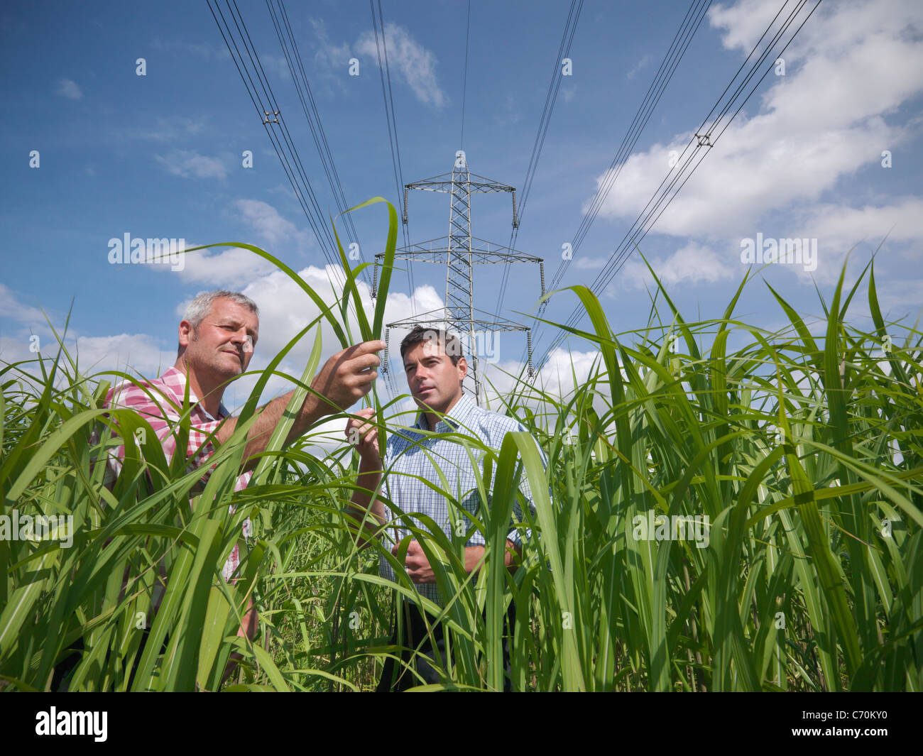 Examinando los agricultores de cultivos de combustible de biomasa Foto de stock