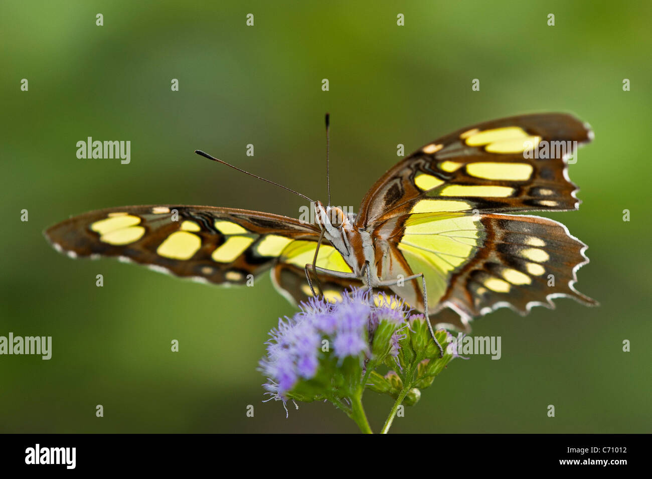 Una Malaquita alimentación mariposas Foto de stock