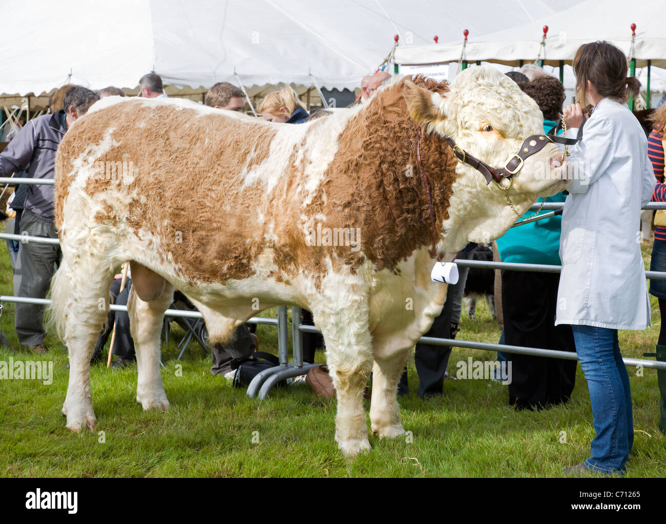 Toro de la mejor competición en el 2011 Aylsham Show agrícola, Norfolk, Inglaterra, Reino Unido. Foto de stock