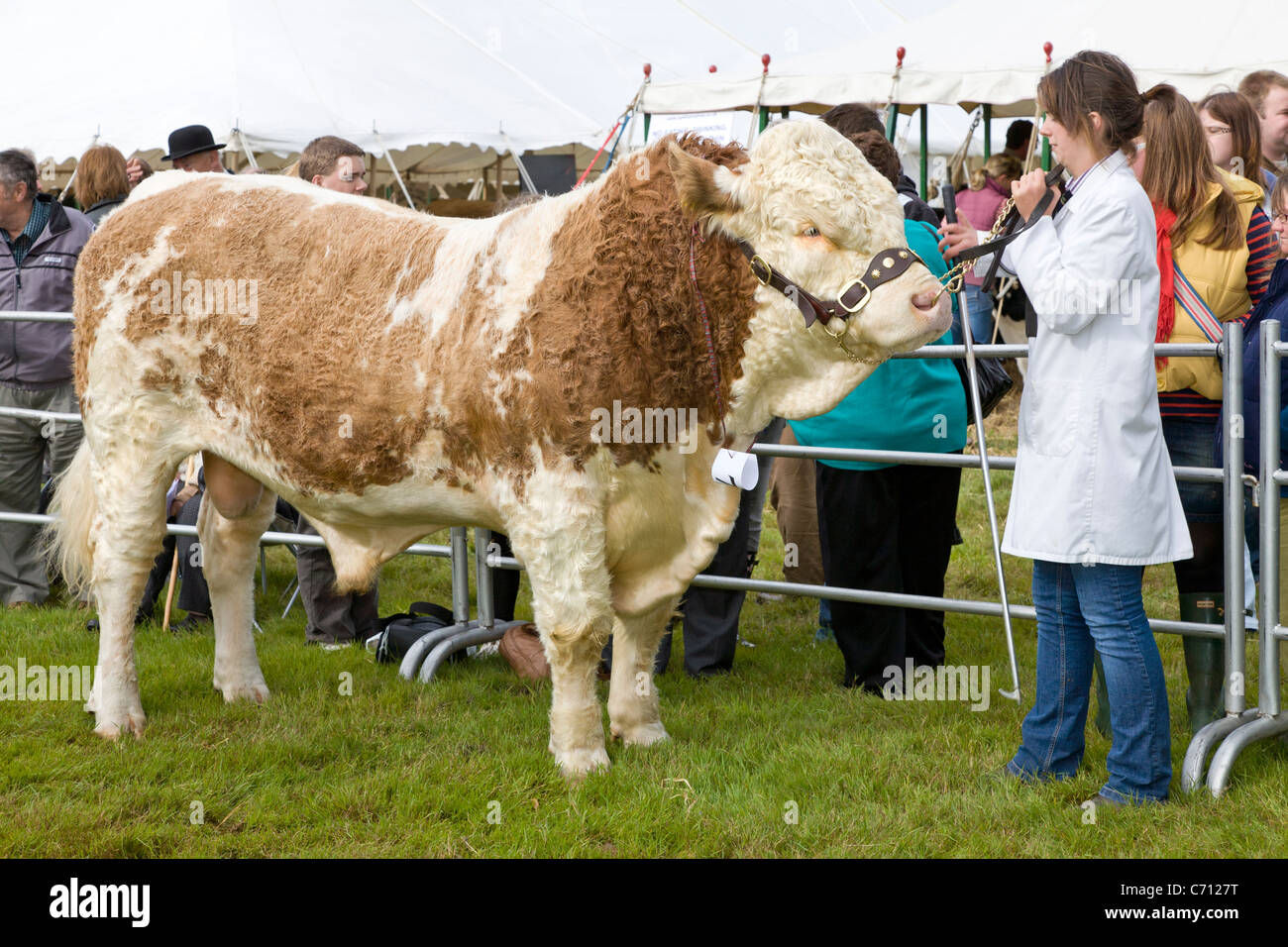 Toro de la mejor competición en el 2011 Aylsham Show agrícola, Norfolk, Inglaterra, Reino Unido. Foto de stock