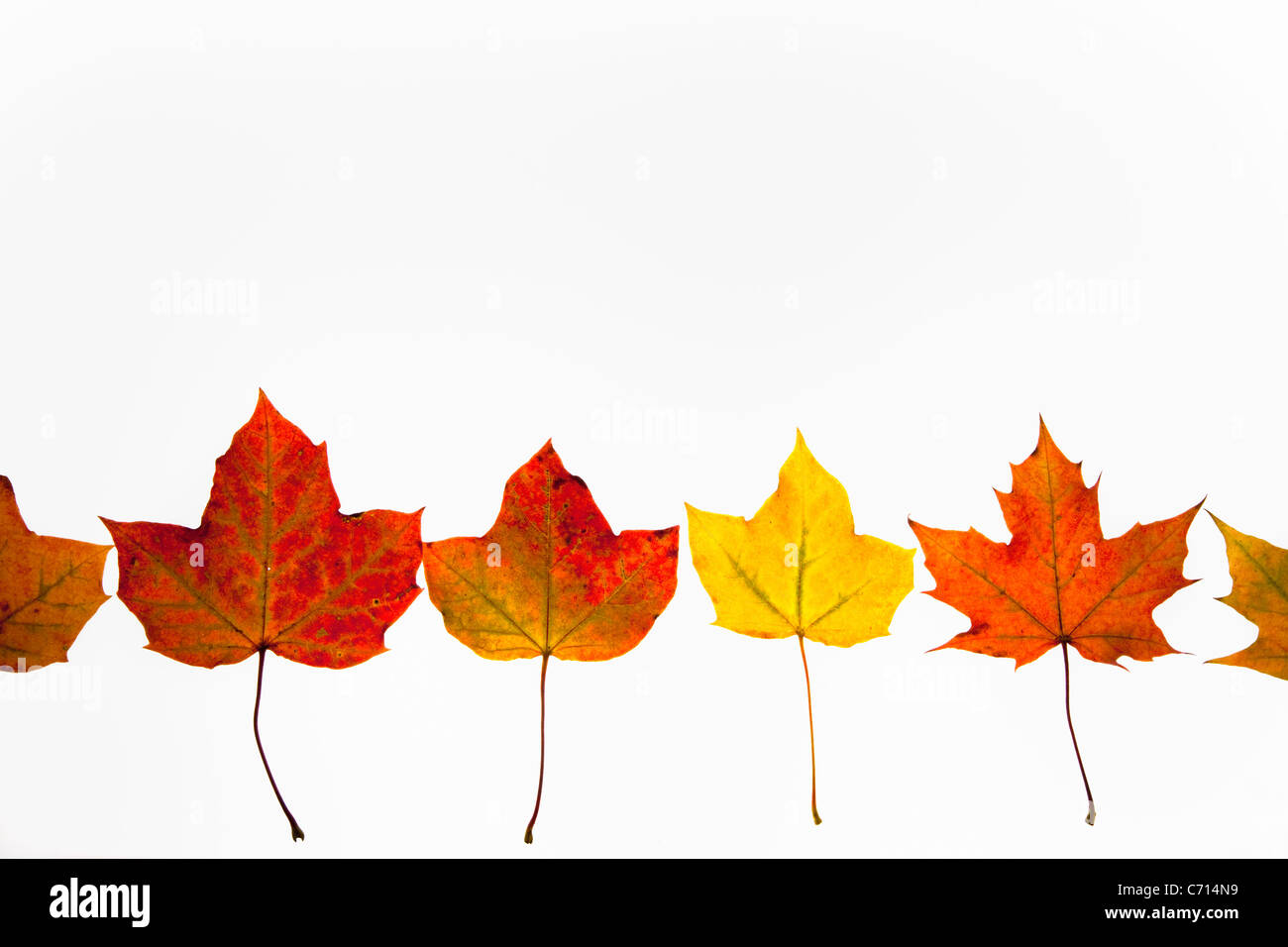 Presentaron hojas de arce en otoño, Acer campestre, el Parque Nacional de Northumberland, Reino Unido Foto de stock