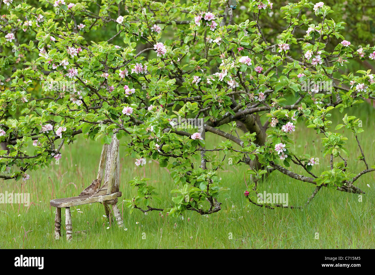 Apple tree está apoyada en una silla Foto de stock