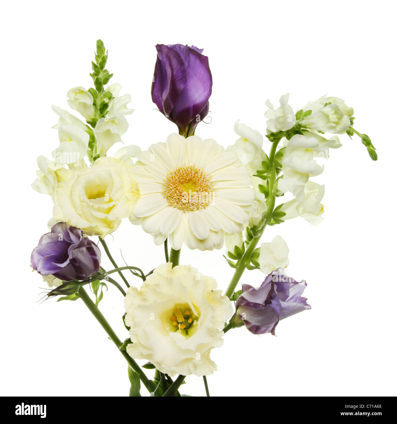 Visualización de color púrpura y flores blancas aisladas contra un blanco Foto de stock