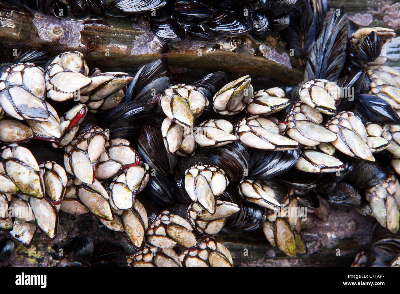 Cuello de cisne percebes, percebes u hoja percebes Pollicipes Pollicipes --, Ribadeo, Galicia, España Foto de stock