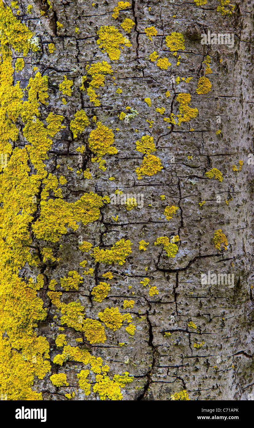 El musgo de un árbol Foto de stock