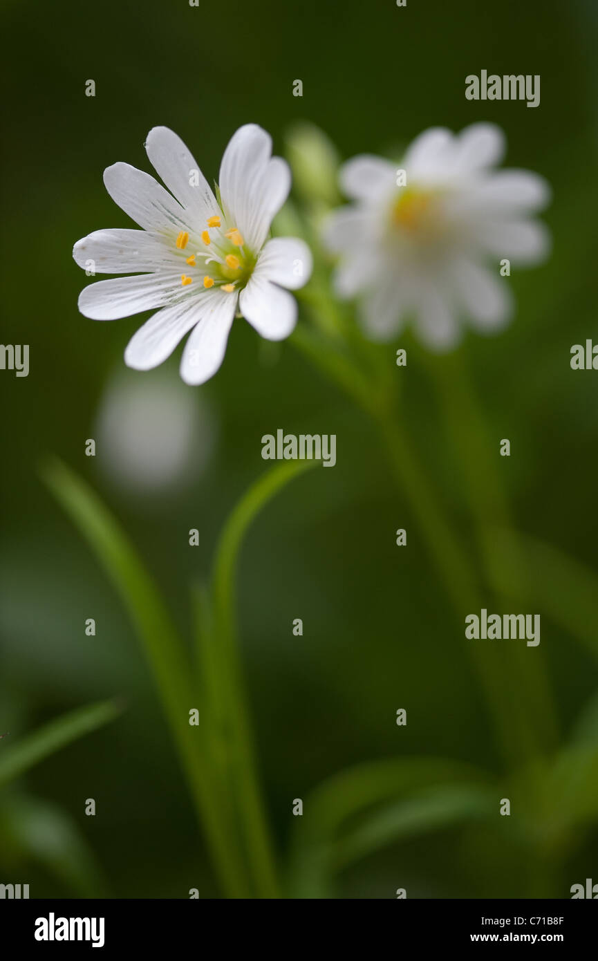 Ratón Stitchwort (oreja) Foto de stock