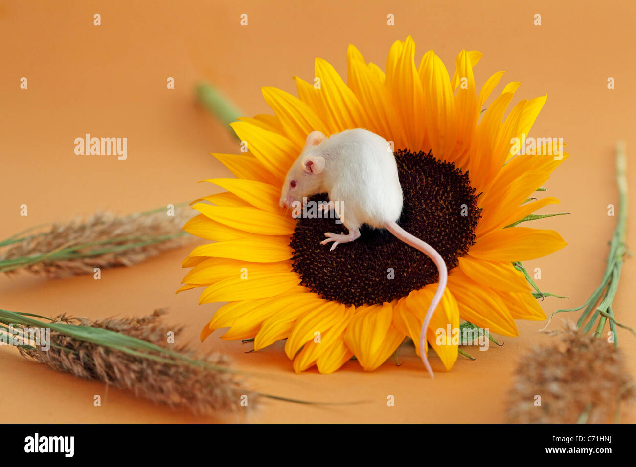 Ratón blanco y girasol Foto de stock