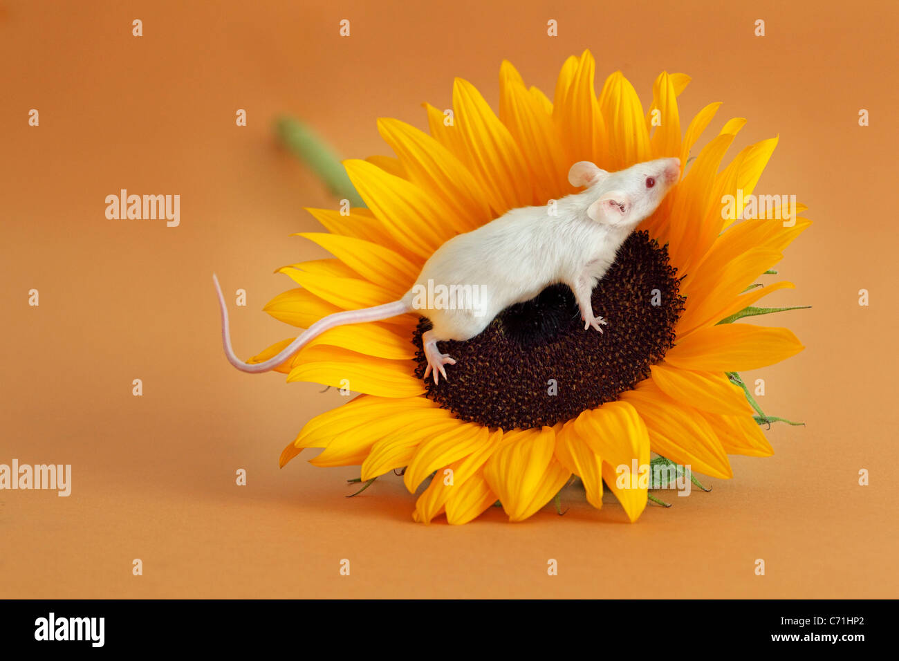 Ratón blanco y girasol Foto de stock