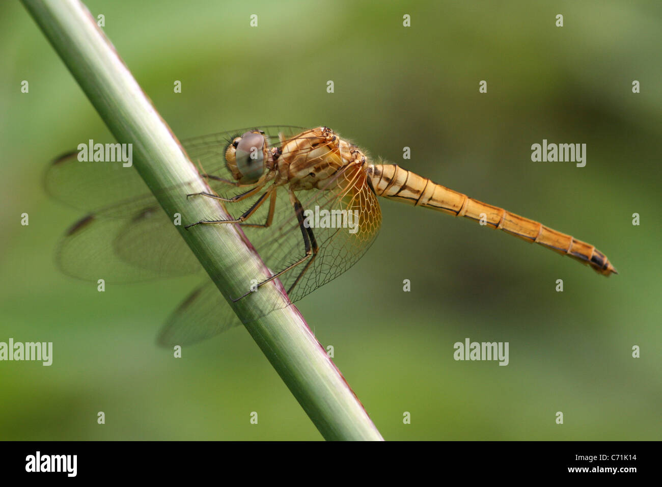Libélula hembra Trithemis sp. Dragonfly tomadas en el oeste de Sumatra, Indonesia Foto de stock