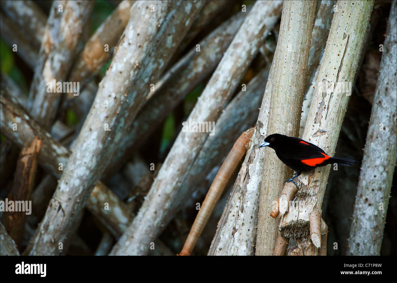 Bird, en las raíces de los árboles de palma. El pájaro negro de alas rojas se asienta en las raíces de los árboles de palma. Foto de stock