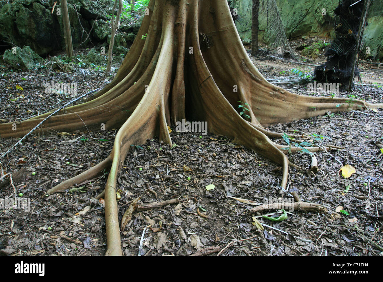 Fig Tree Root apuntalar y suelo de los bosques tropicales Foto de stock