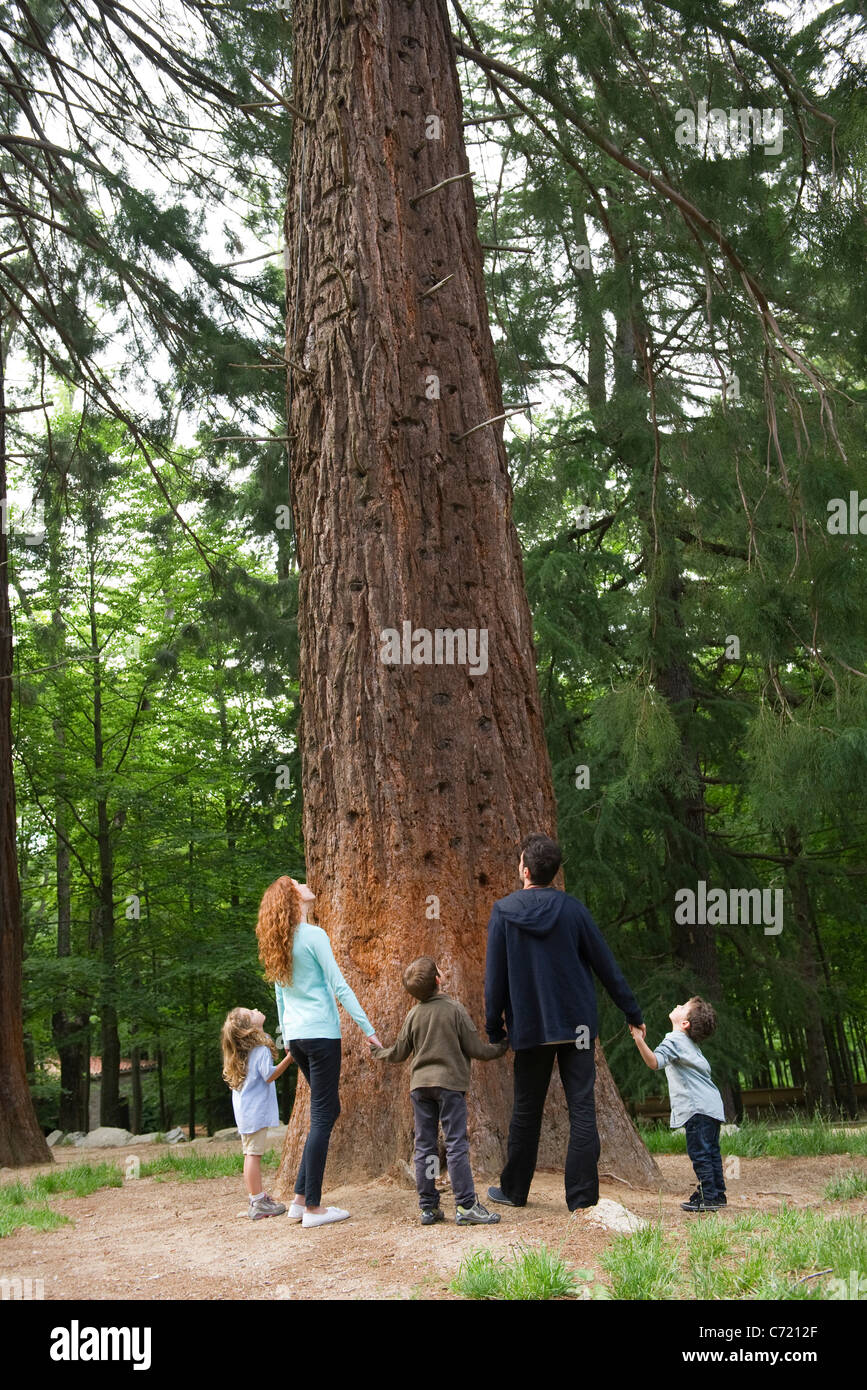 Familia de pie junto a la base del árbol alto, tomados de las manos, vista trasera Foto de stock