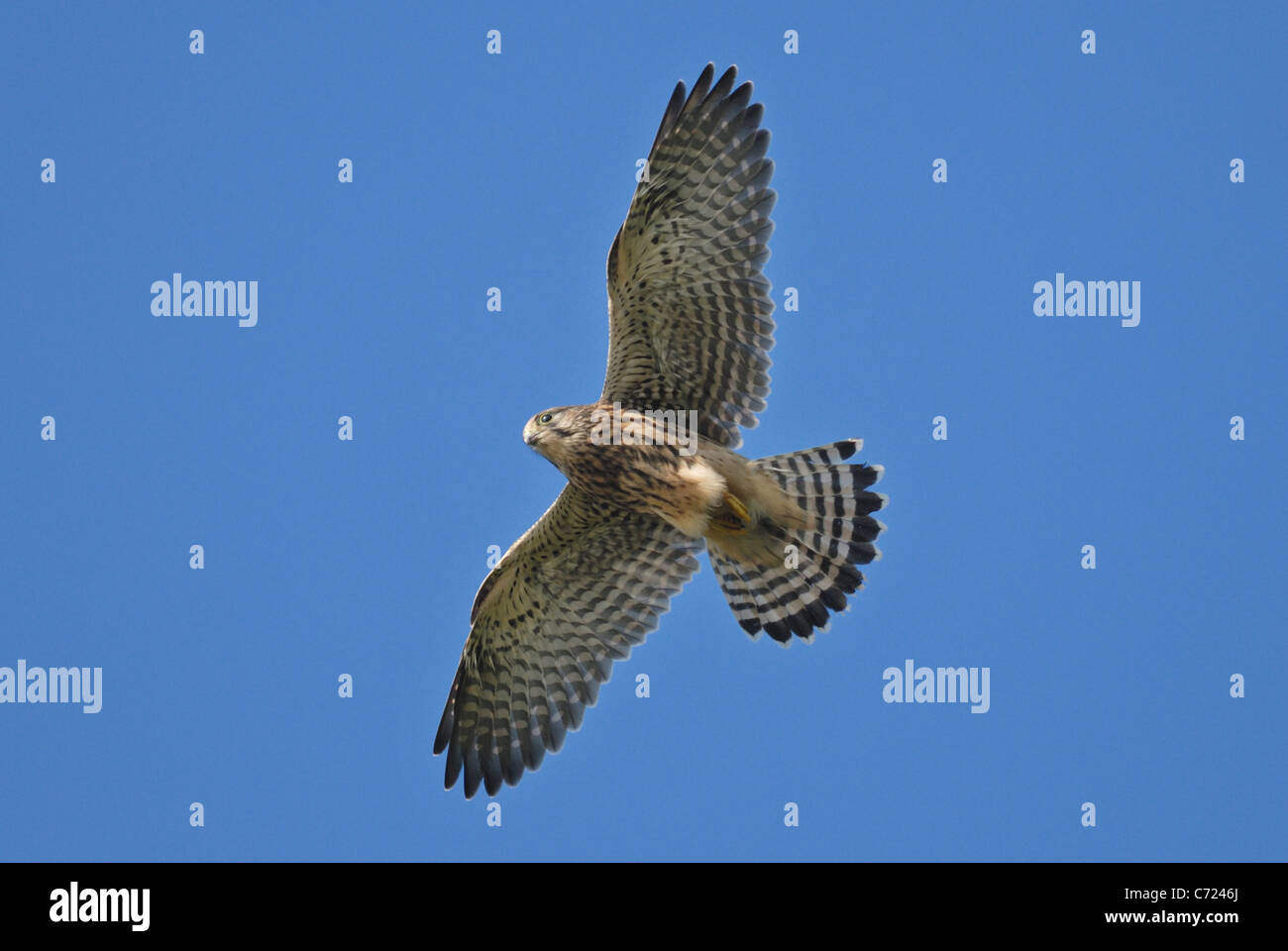 Hembra de cernícalo vulgar (Falco tinnunculus) volando Foto de stock