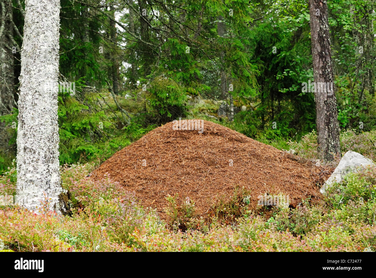 Enorme madera Ant nest (Formica rufa) en un bosque sueco Foto de stock