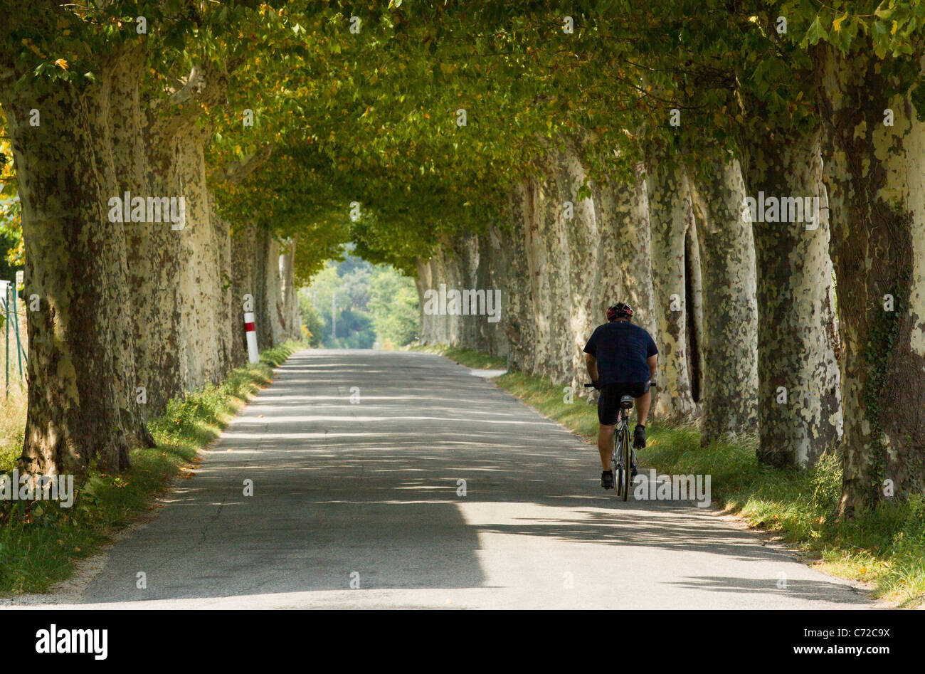 Callejón con sicomoros y un ciclista en Espeluche cerca de Montélimar en el sur Drome, Francia. Foto de stock