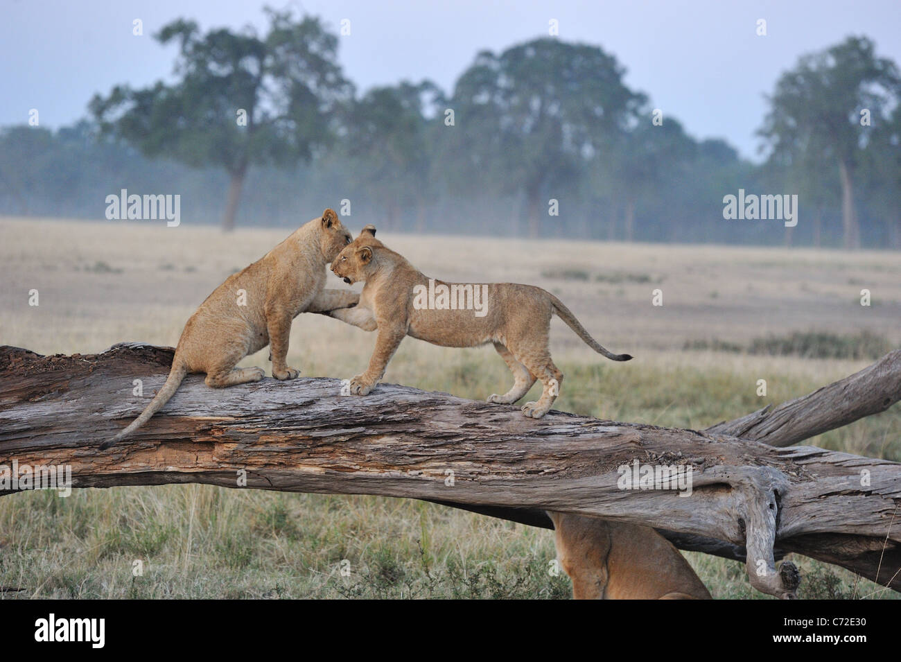 East African Lion - Massai león (Panthera leo nubica) Cachorros jugando en un tronco de árbol muerto caído en Maasai Mara Foto de stock