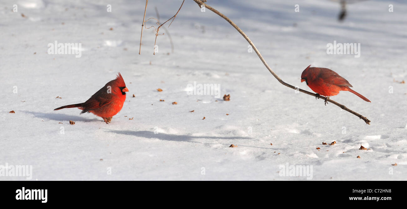 Cardenal pájaros de nieve durante el día luminoso Foto de stock
