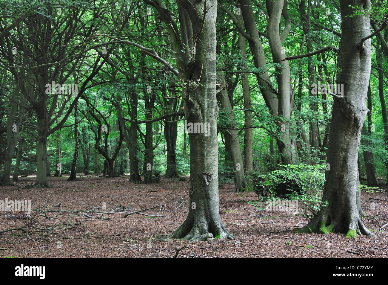 Los árboles de hoja caduca en Catslip cerca Nettlebed UK Foto de stock