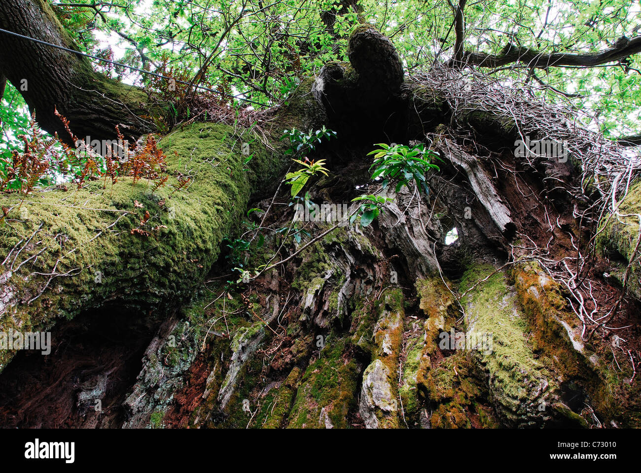 Un árbol de roble antiguo y conocido como el remedio Oak UK Foto de stock
