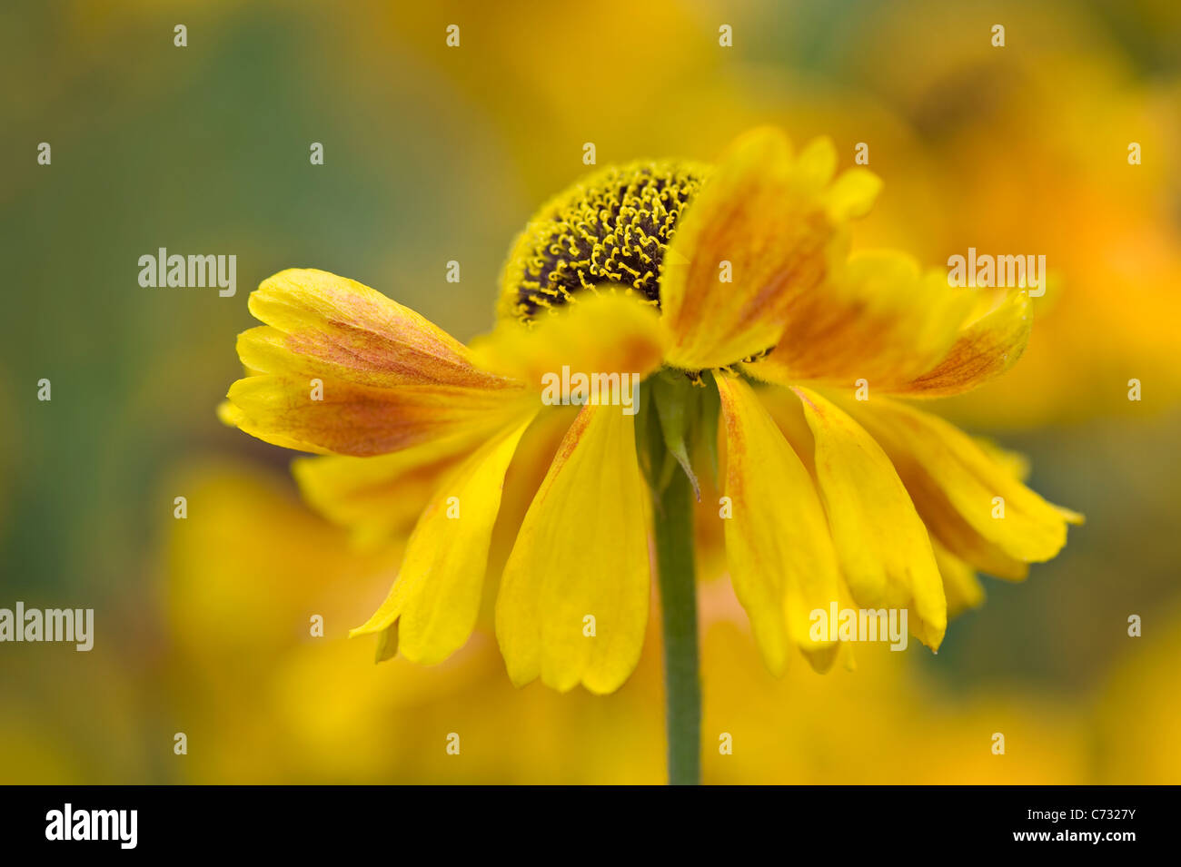 Amarillo - sneezeweed Helenium flores autumnale Foto de stock