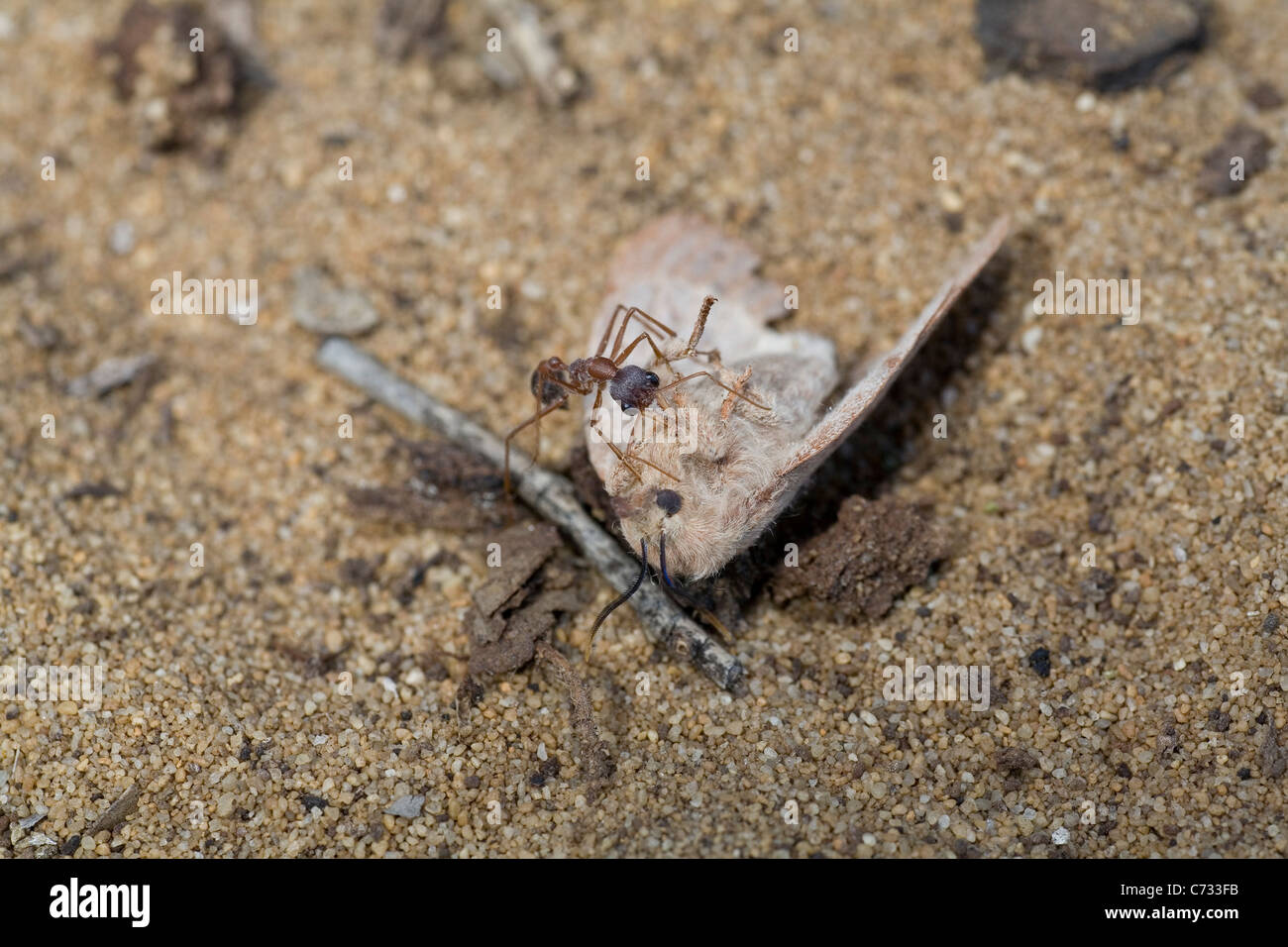 Bull australiano Ant intenta arrastrar una polilla que ha matado volver al nido. Foto de stock