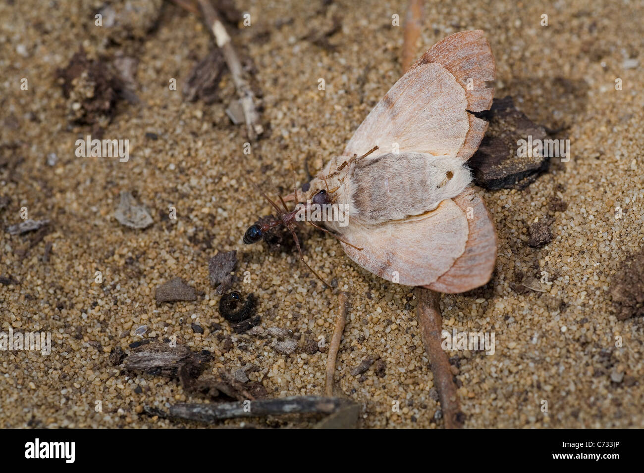 Bull australiano Ant intenta arrastrar una polilla que ha matado volver al nido. Foto de stock