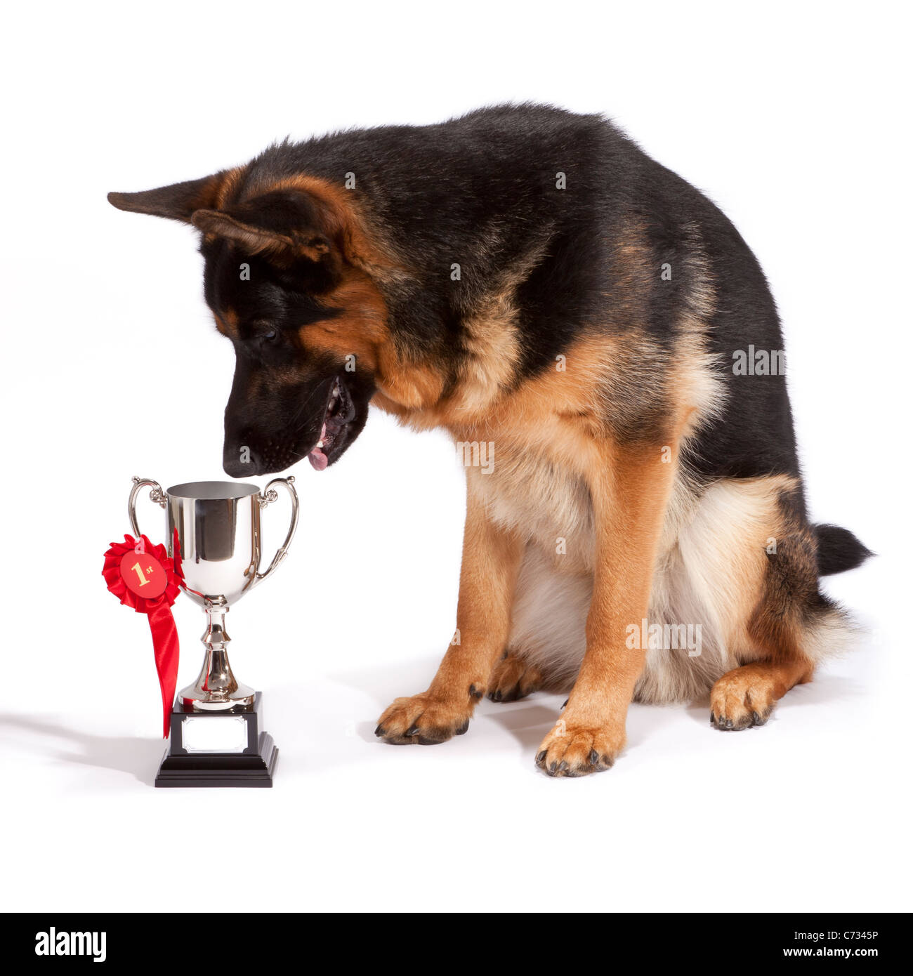 Macho joven perro pastor alemán en 10 meses mirando su trofeo después de  ganar el primer lugar Fotografía de stock - Alamy