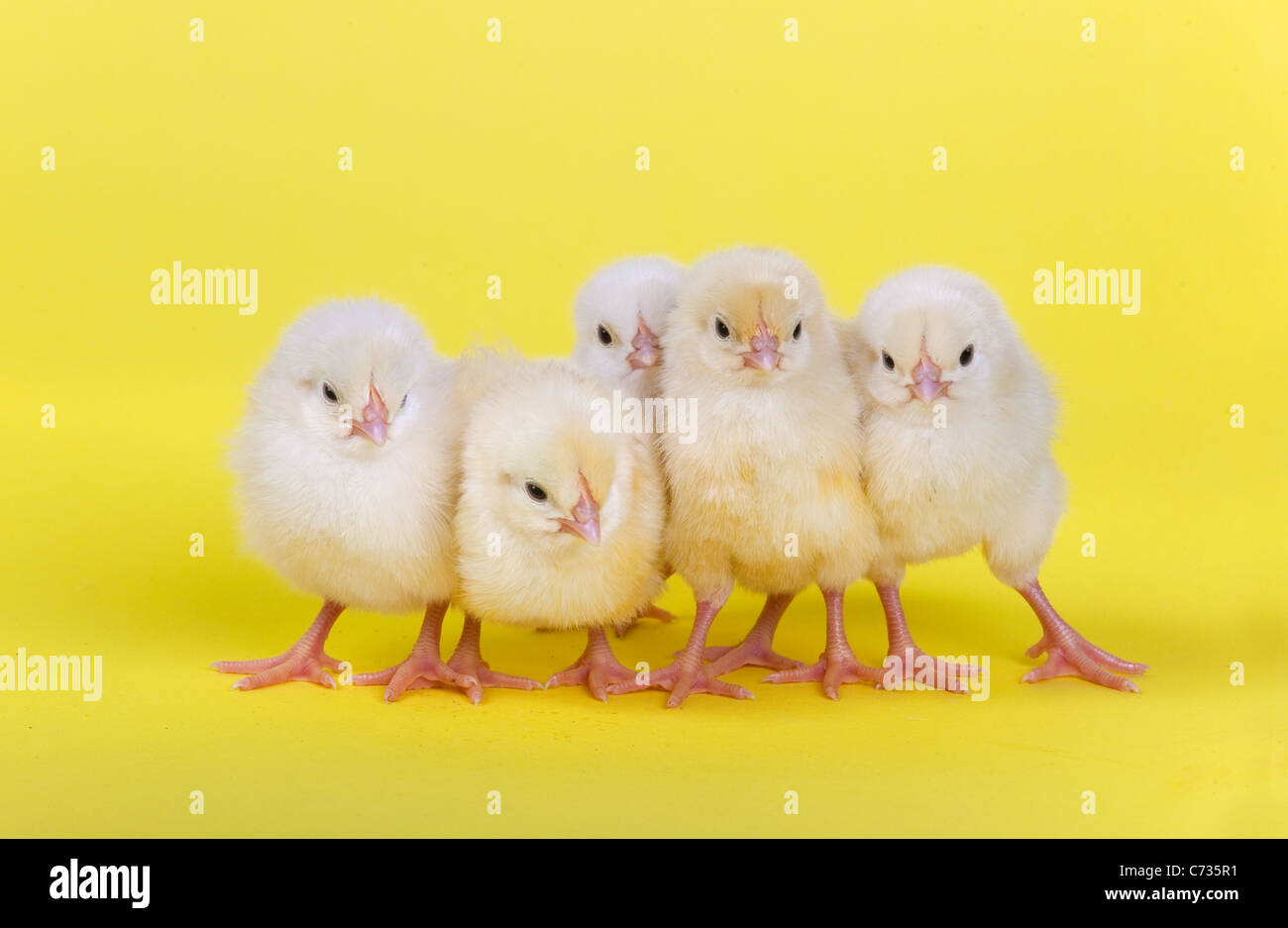 Cinco recién eclosionadas Dayold polluelos en una fila sobre fondo amarillo Foto de stock
