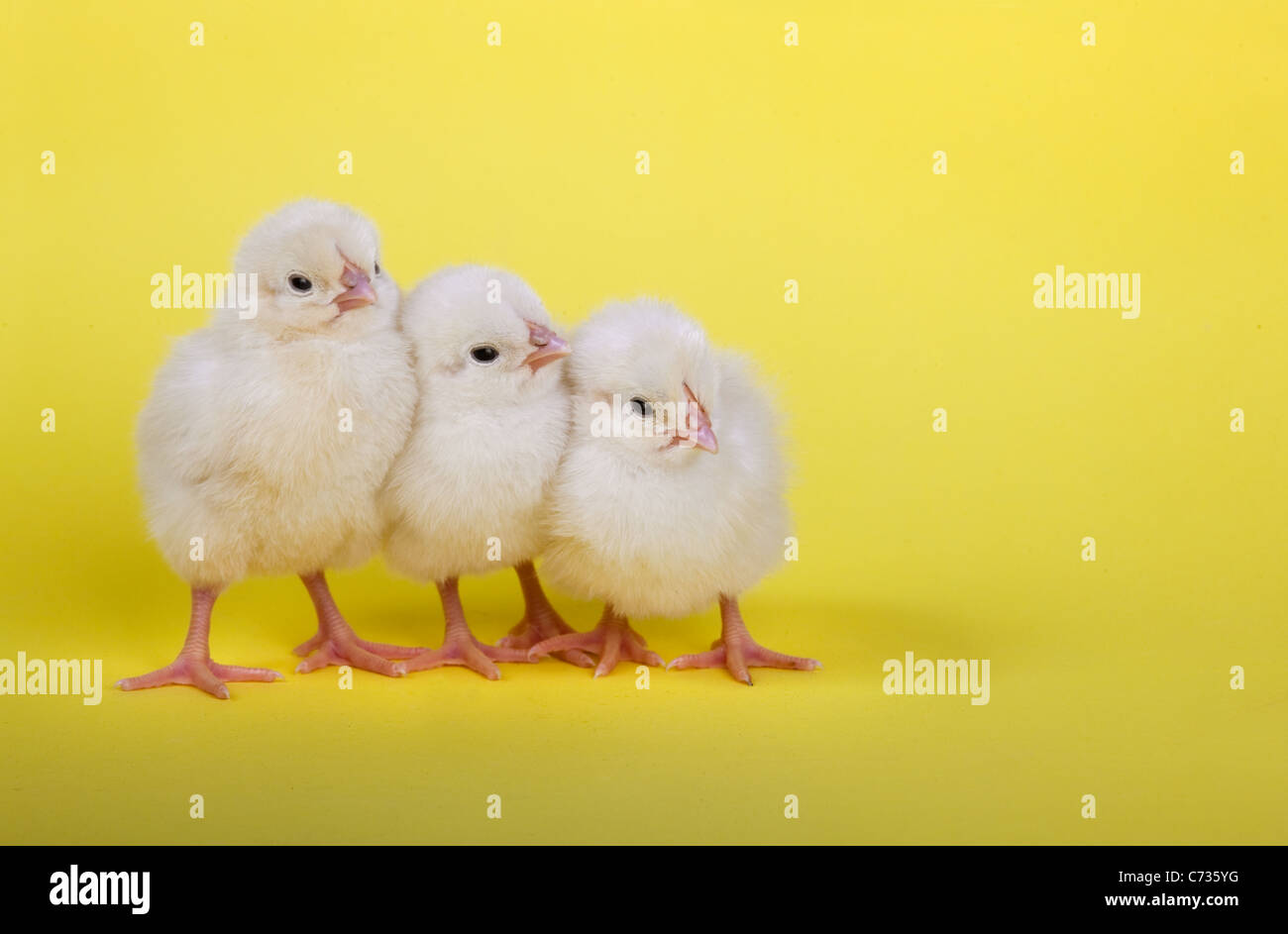 Tres polluelos recién nacidos en una fila sobre fondo amarillo Foto de stock