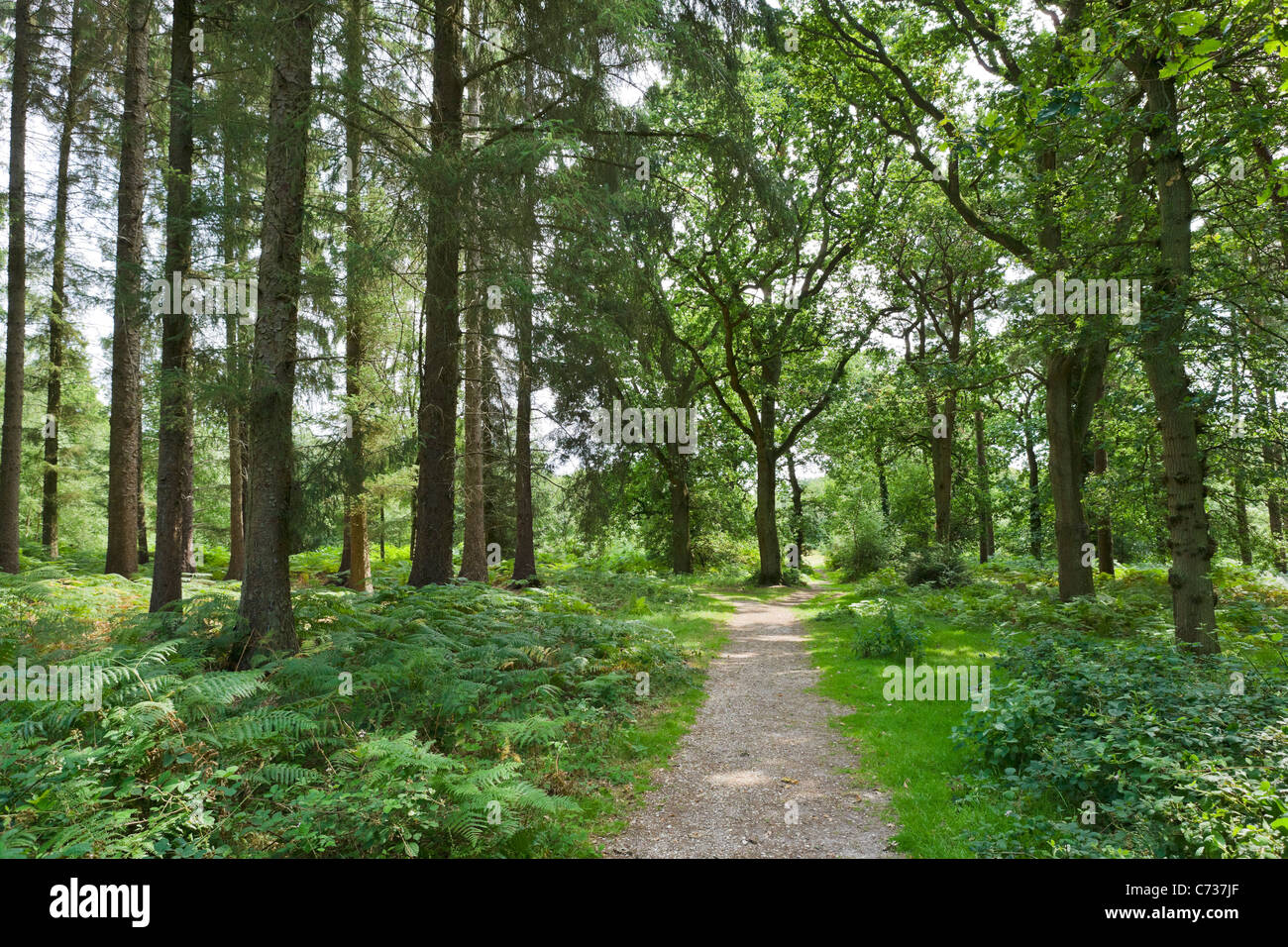 Camino a través del bosque a Lucy Hill en New Forest, Hampshire, Inglaterra, Reino Unido. Foto de stock