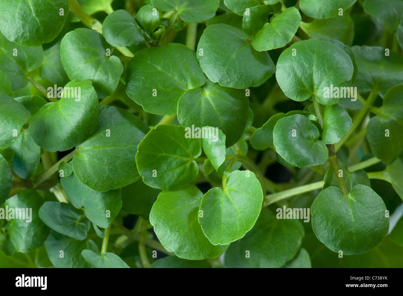 Berro (Nasturtium officinale), las hojas. Foto de stock