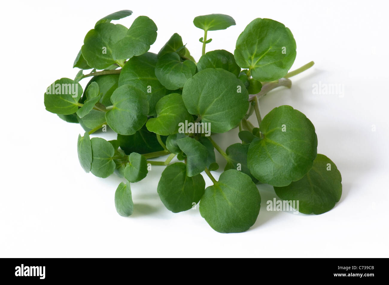 Berro (Nasturtium officinale), las hojas. Studio ha disparado contra un fondo blanco. Foto de stock