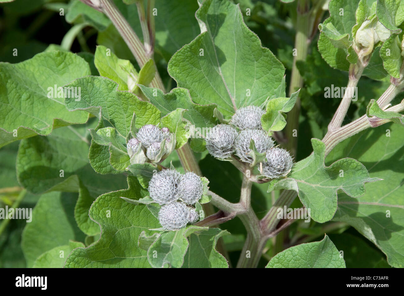 Downy bardana (Arctium tomentosum), planta con flores pilosas. Foto de stock