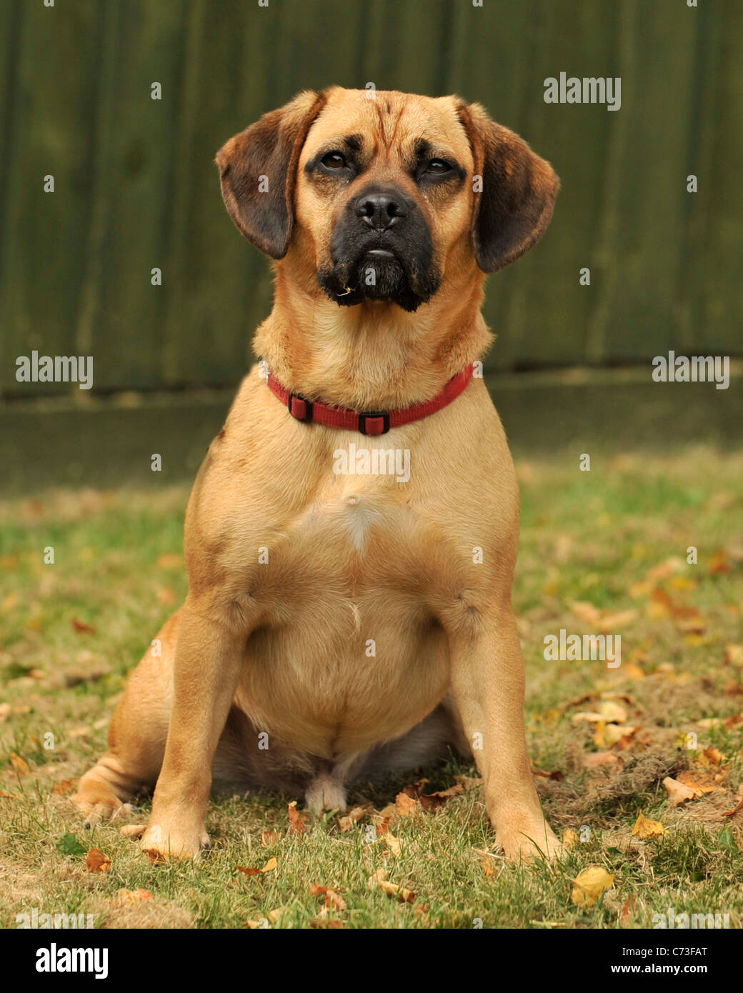 perro de Puggle Foto de stock