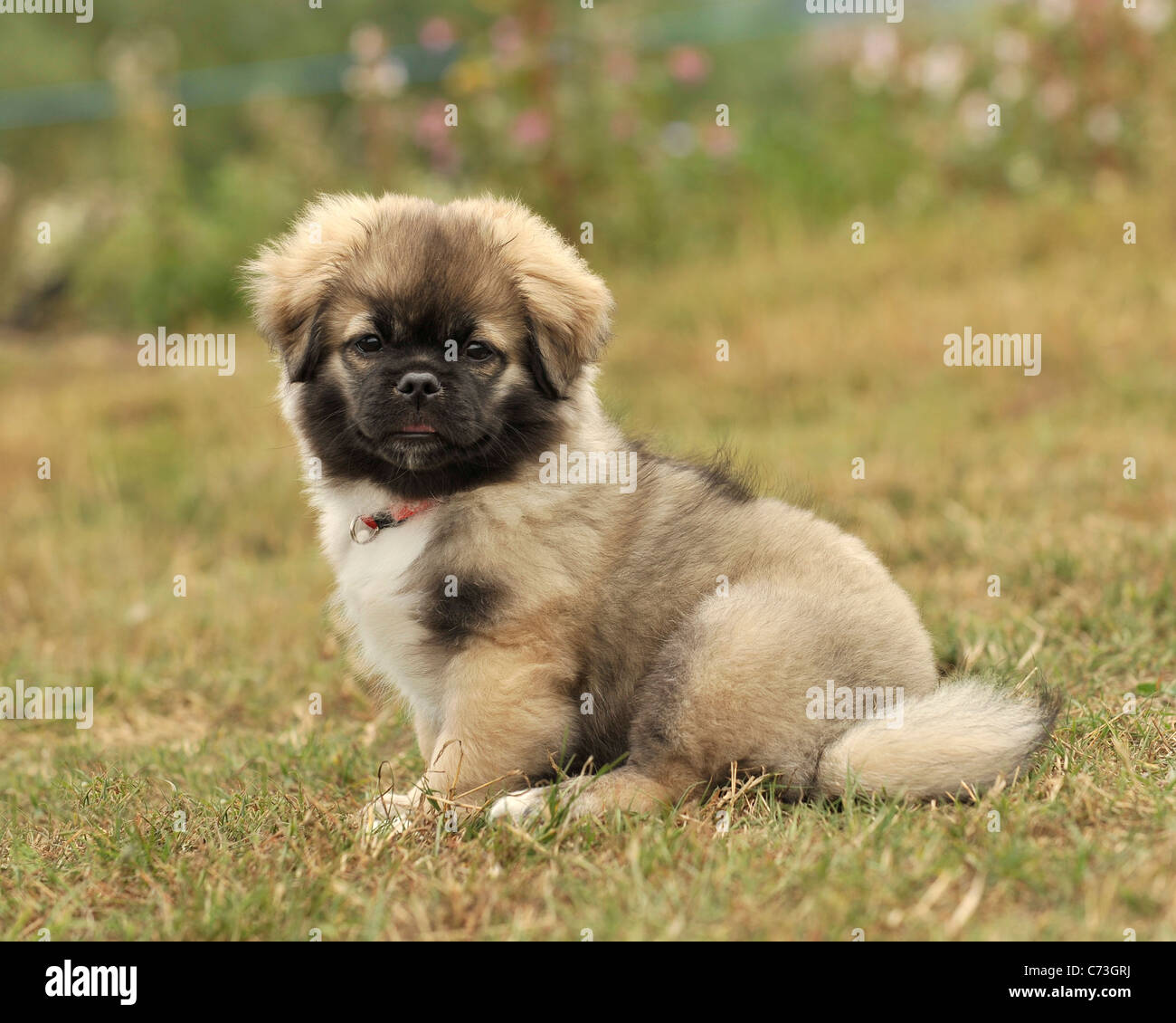 Spaniel Tibetano cachorros Foto de stock