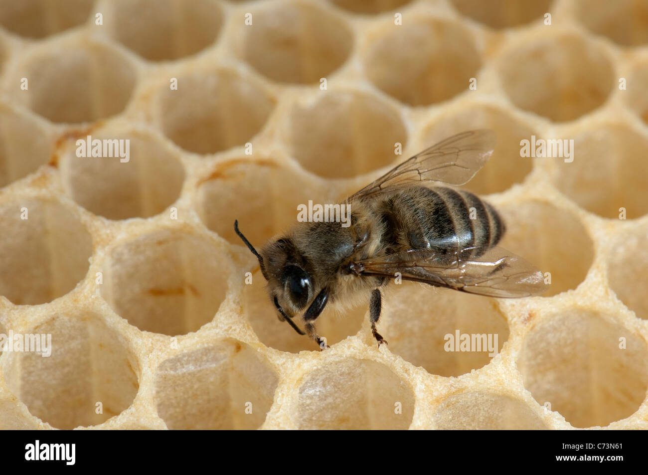 Abeja de miel europea, Occidental de abejas (Apis mellifera, Apis mellifica). Alimentación trabajador larvas en celdas de un panal. Foto de stock