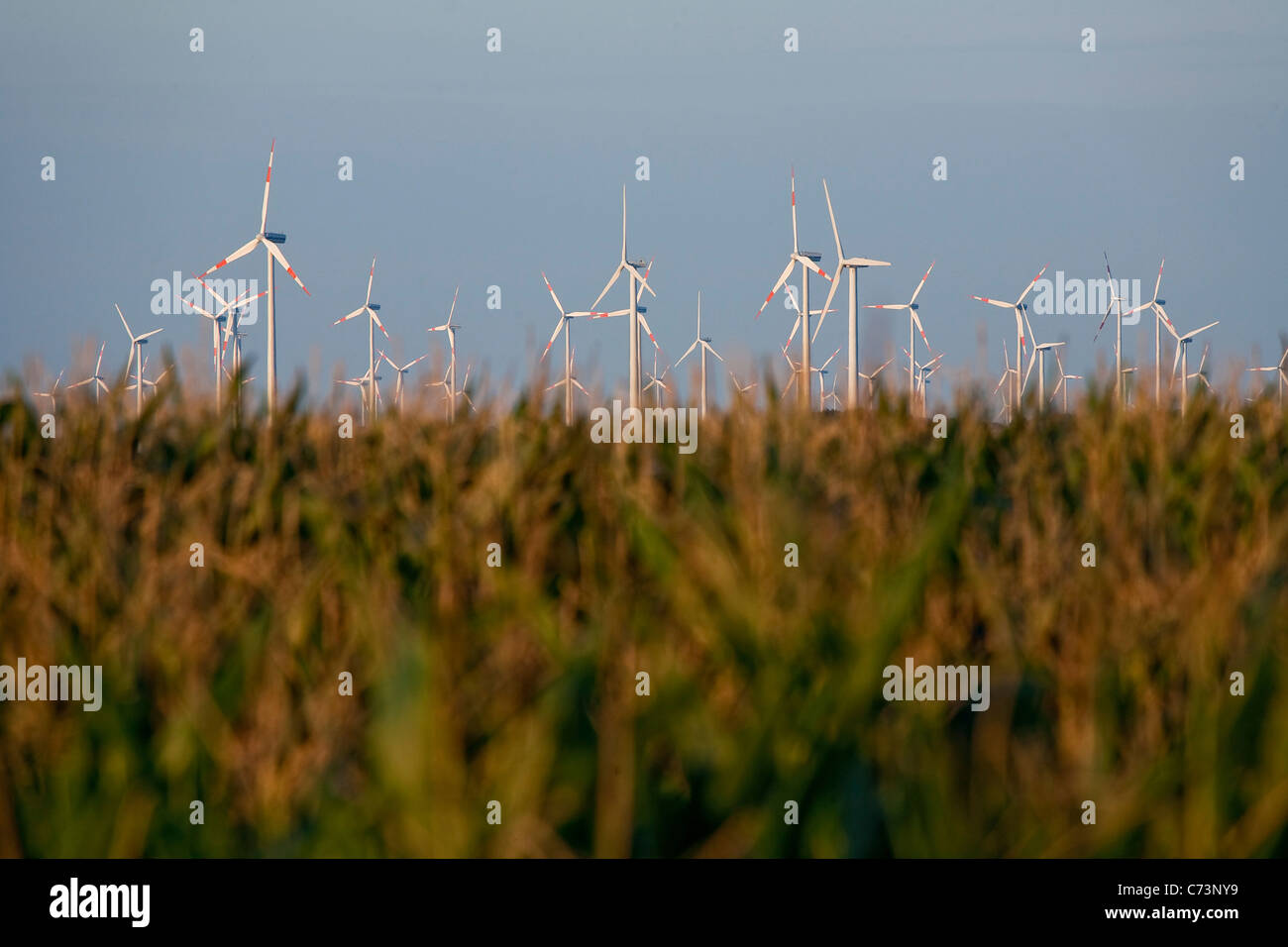 Parque eólico más allá de la milpa, el paisaje agrícola, borrosa, Sajonia-Anhalt, Alemania en primer plano Foto de stock