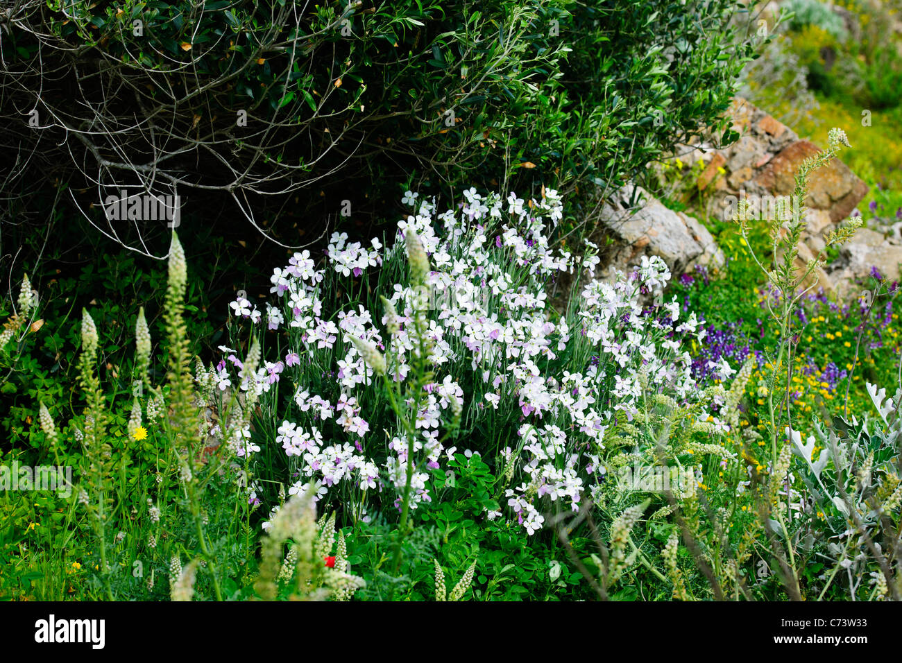 Flores Silvestres Del Mediterraneo Egeo Islas Del Egeo Kalamata Methone Castillo El Peloponeso Grecia Fotografia De Stock Alamy