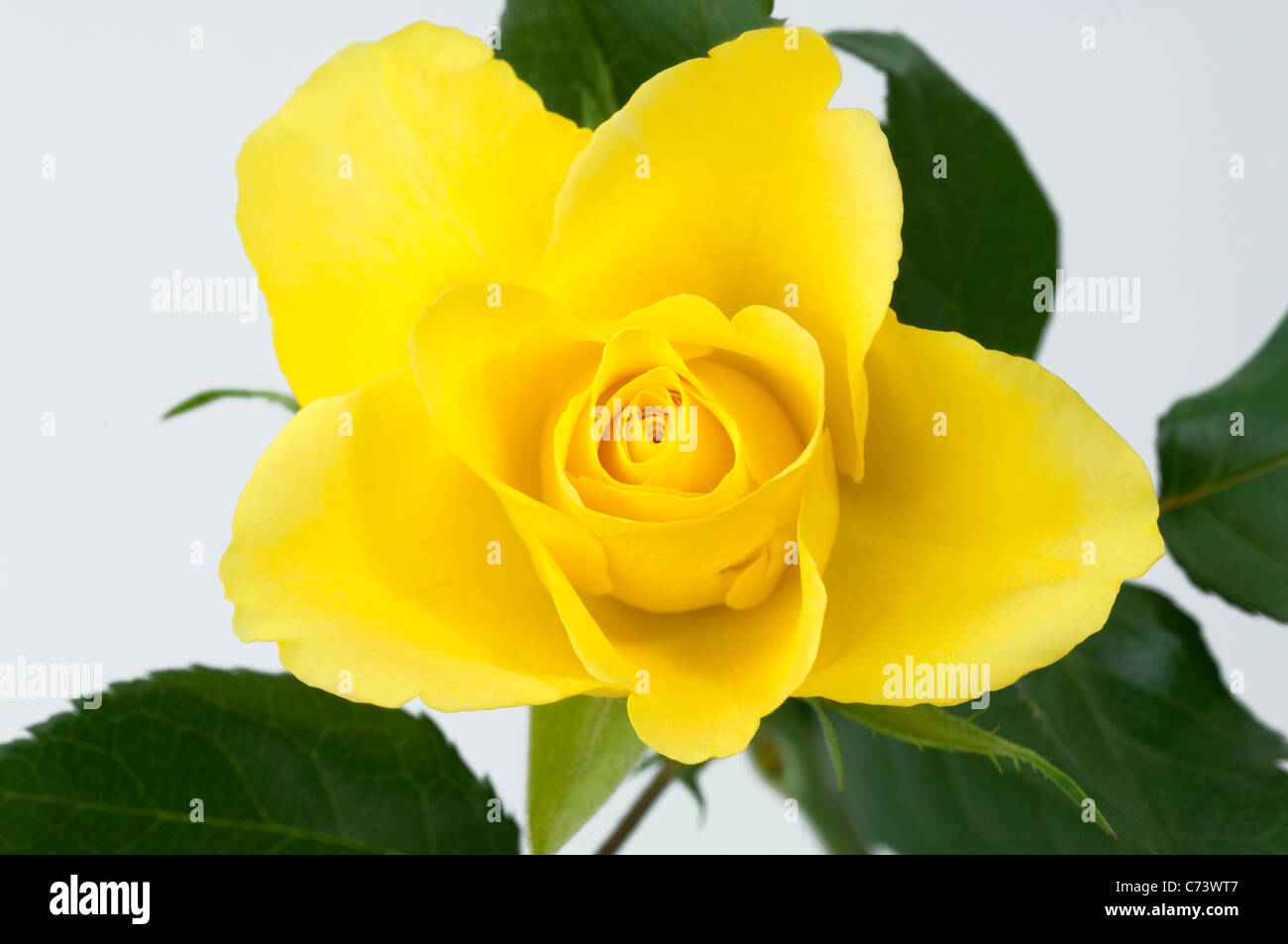 Rose (Rosa sp.), de flor amarilla. Foto de stock